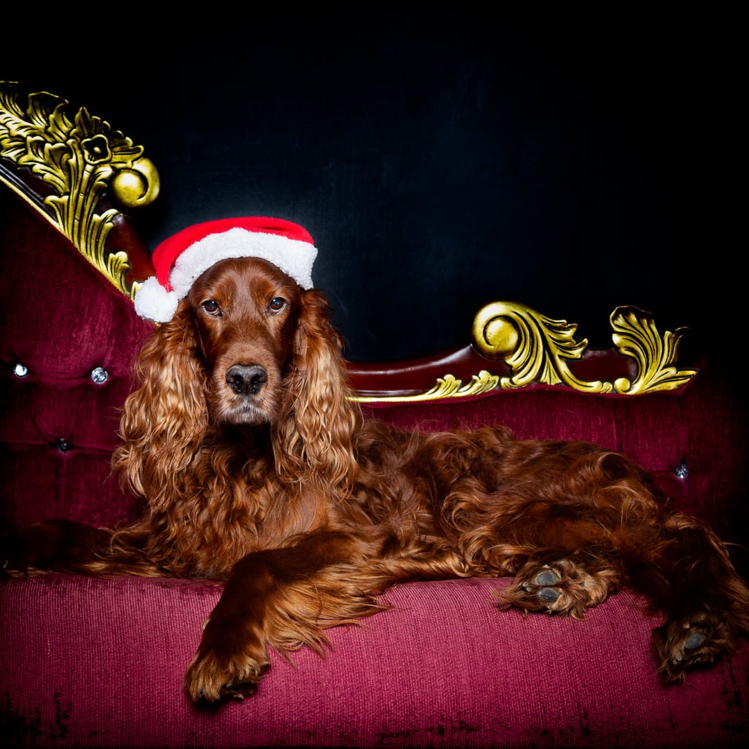 Dog Photography West Sussex Studio