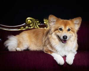 a fluffy corgi on a sofa