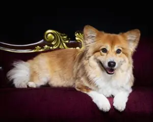 a fluffy corgi on a sofa