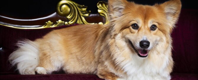 a fluffy corgi on a sofa