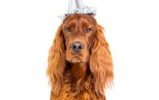 A red Irish Setter dog wearing a silver party hat photographed against a white background in a studio photography setting