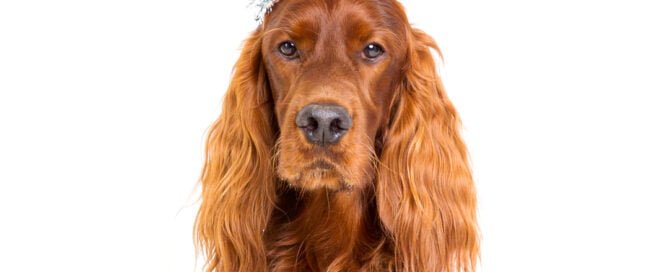 A red Irish Setter dog wearing a silver party hat photographed against a white background in a studio photography setting