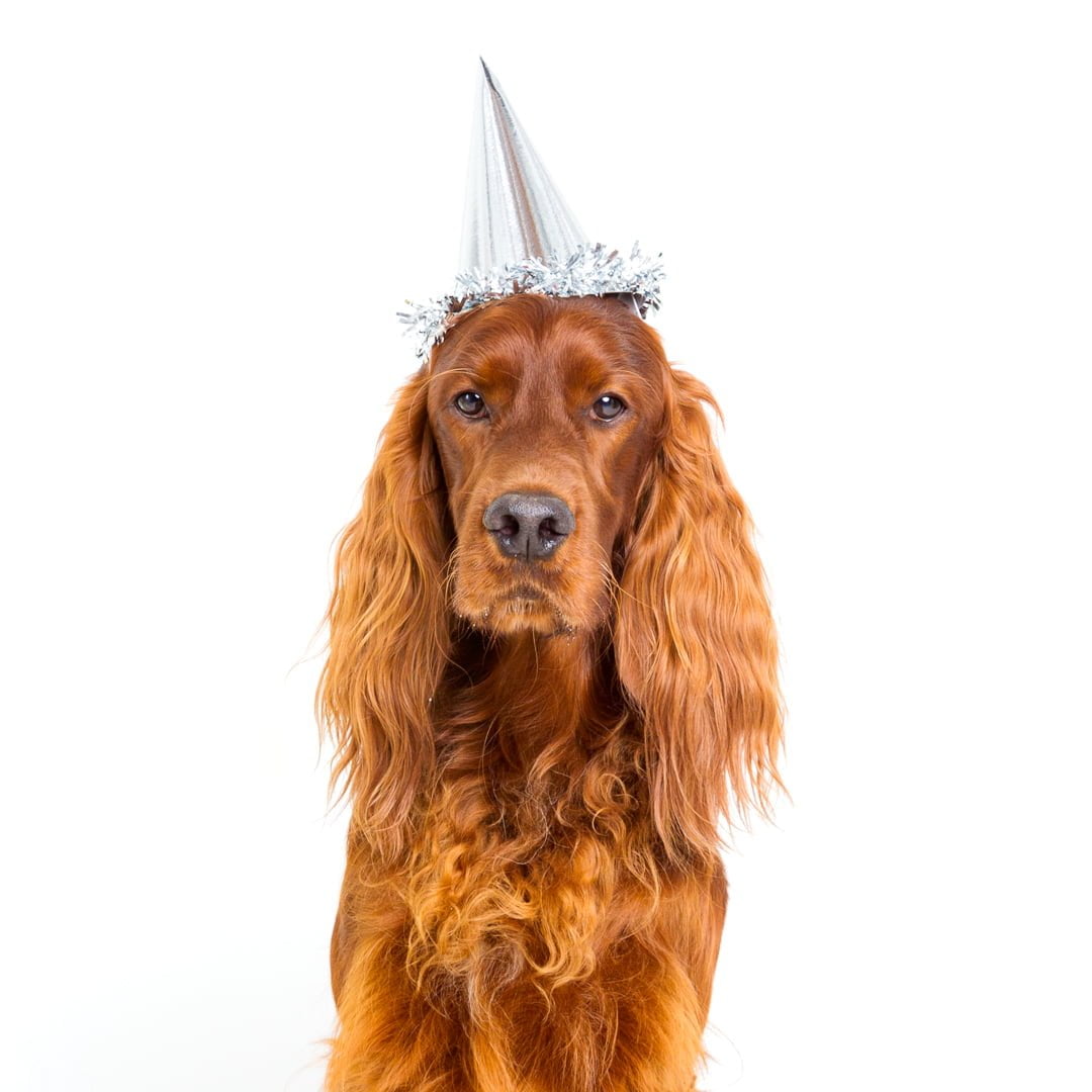 A red Irish Setter dog wearing a silver party hat photographed against a white background in a studio photography setting