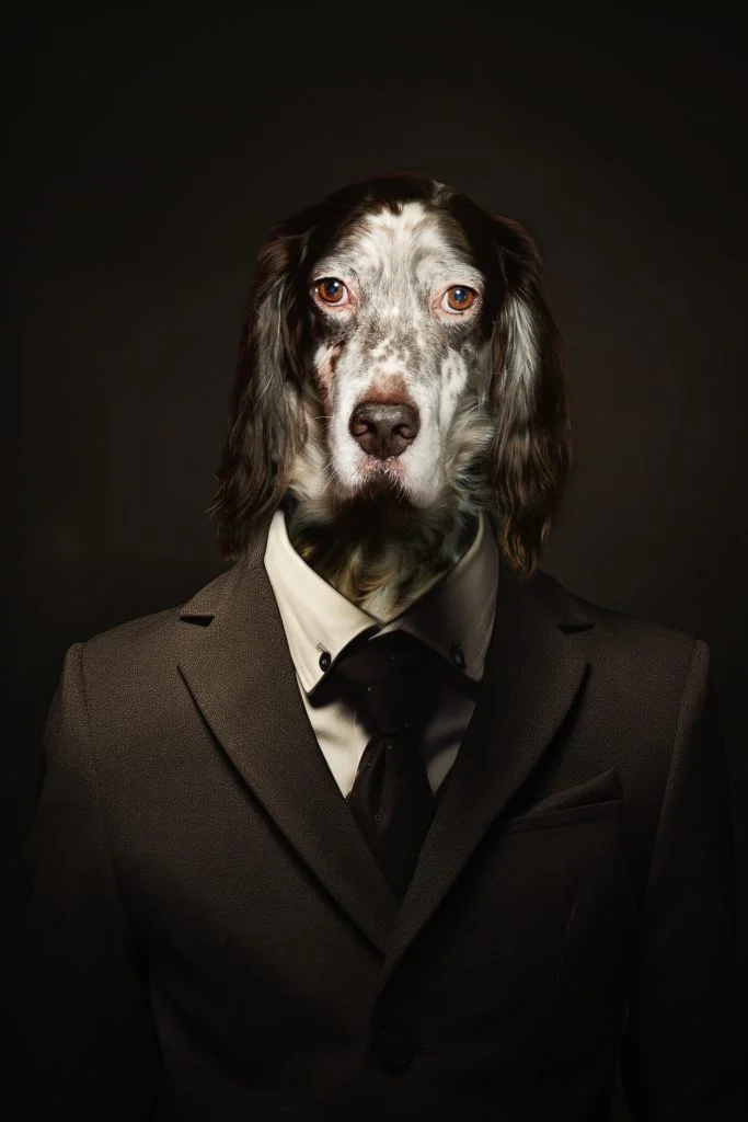 Dog Photography West Sussex Studio Dog Photography West Sussex Studio
