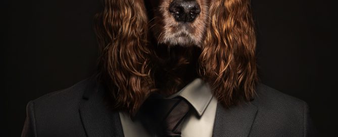 Dog Photography West Sussex Studio