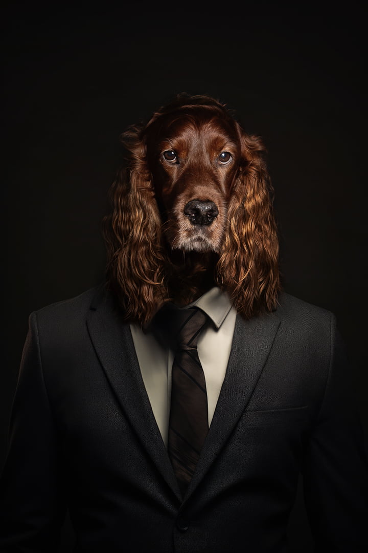 Dog Photography West Sussex Studio