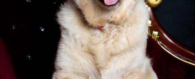 a golden retriever puppy poses on a sofa at a photo shoot