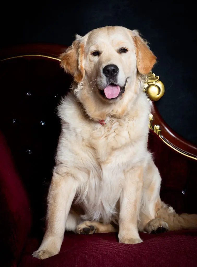 a golden retriever puppy poses on a sofa at a photo shoot