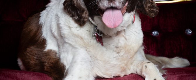 a senior dog poses on a sofa for a photo shoot