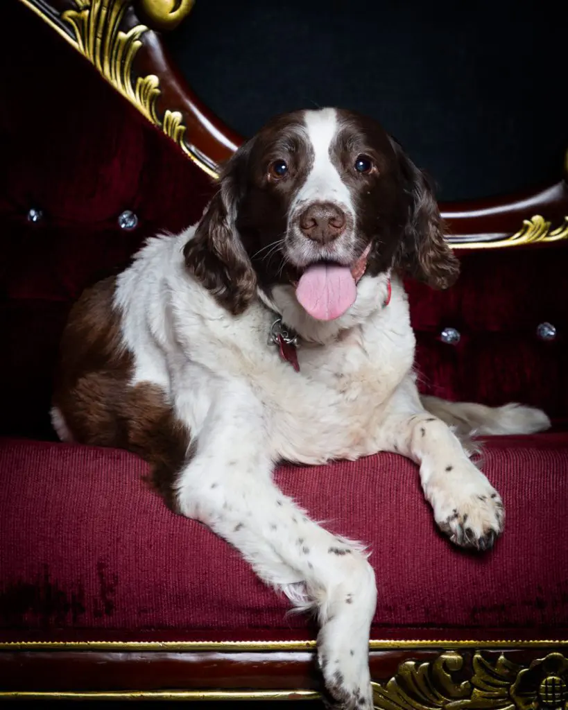 Dog Photography West Sussex Studio Dog Photography West Sussex Studio