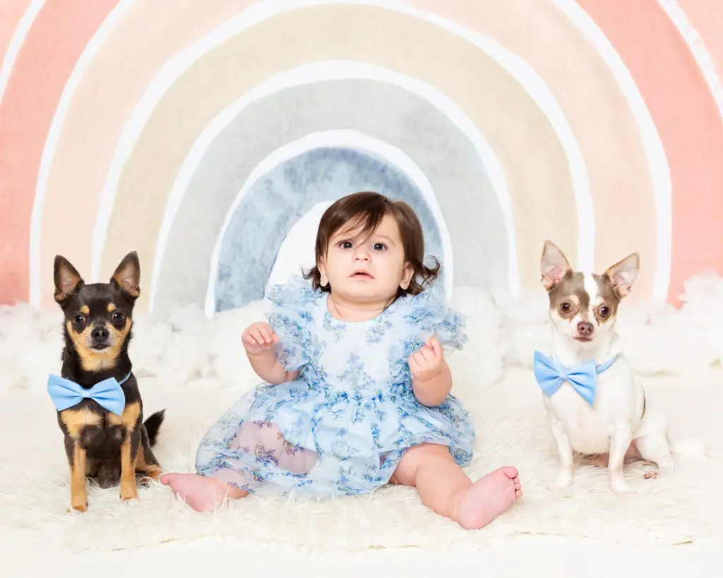 Baby Photography West Sussex a baby girl with her two chihuahua friends