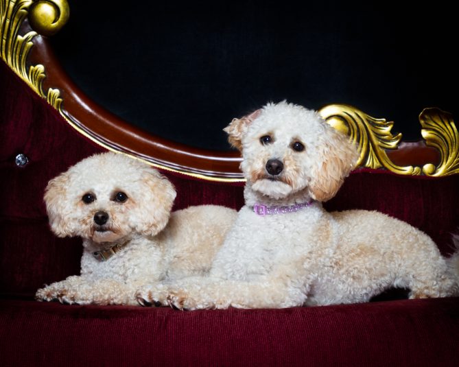 2 white fluffy dogs on a red chaise