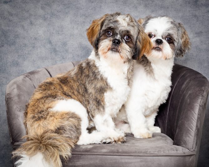 Two small dogs sit on a grey chair and look at the camera at a professional portrait photo shoot