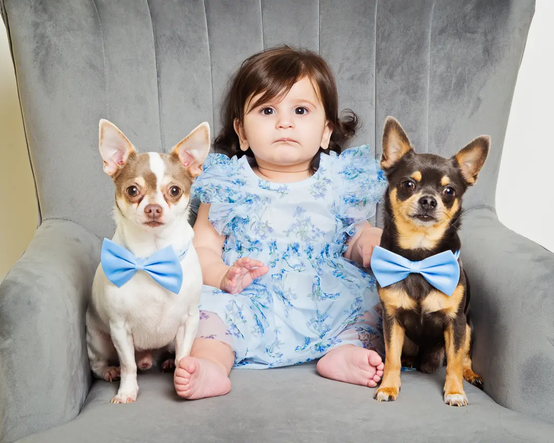a baby girl dressed in blue poses with two chihuahuas wearing matching bowties