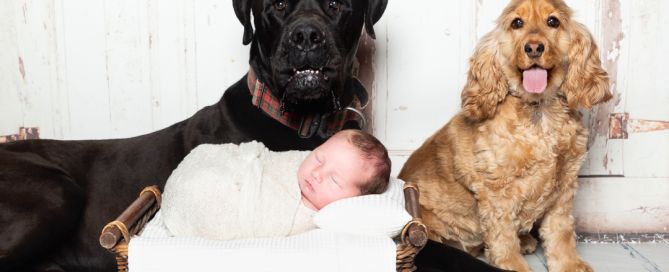 A newborn and two dogs