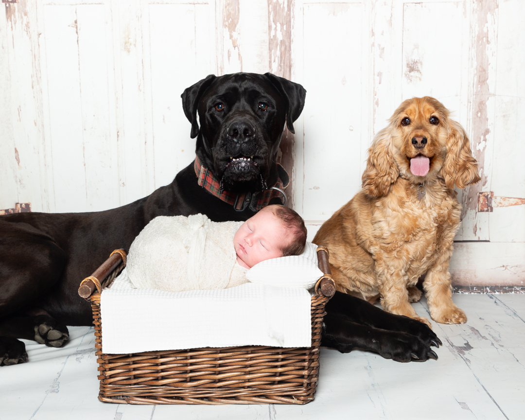 A newborn and two dogs