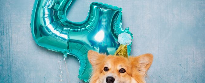 a fluffy corgi poses with a balloon shaped like the number four