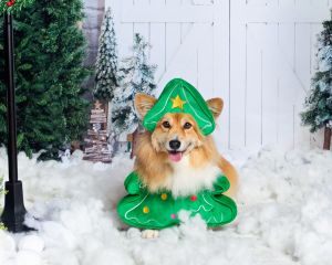 a fluffy corgi in a snow themed set dressed in a christmas tree outfit