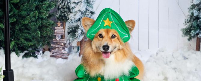 a fluffy corgi in a snow themed set dressed in a christmas tree outfit