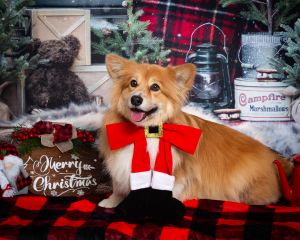 a fluffy corgi wearing a christmas scarf