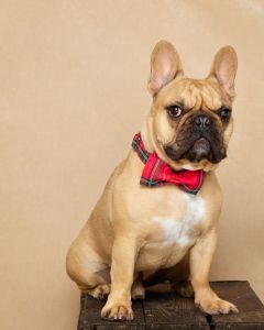 a brown French bulldog poses in a seated position at a professional dog photo shoot