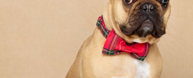 A brown French Bulldog at a professional photo shoot wearing a natty red bow tie.