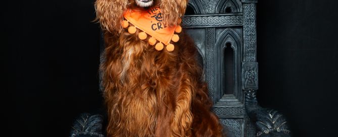 An Irish Setter sitting on a skull throne in a studio photo shoot