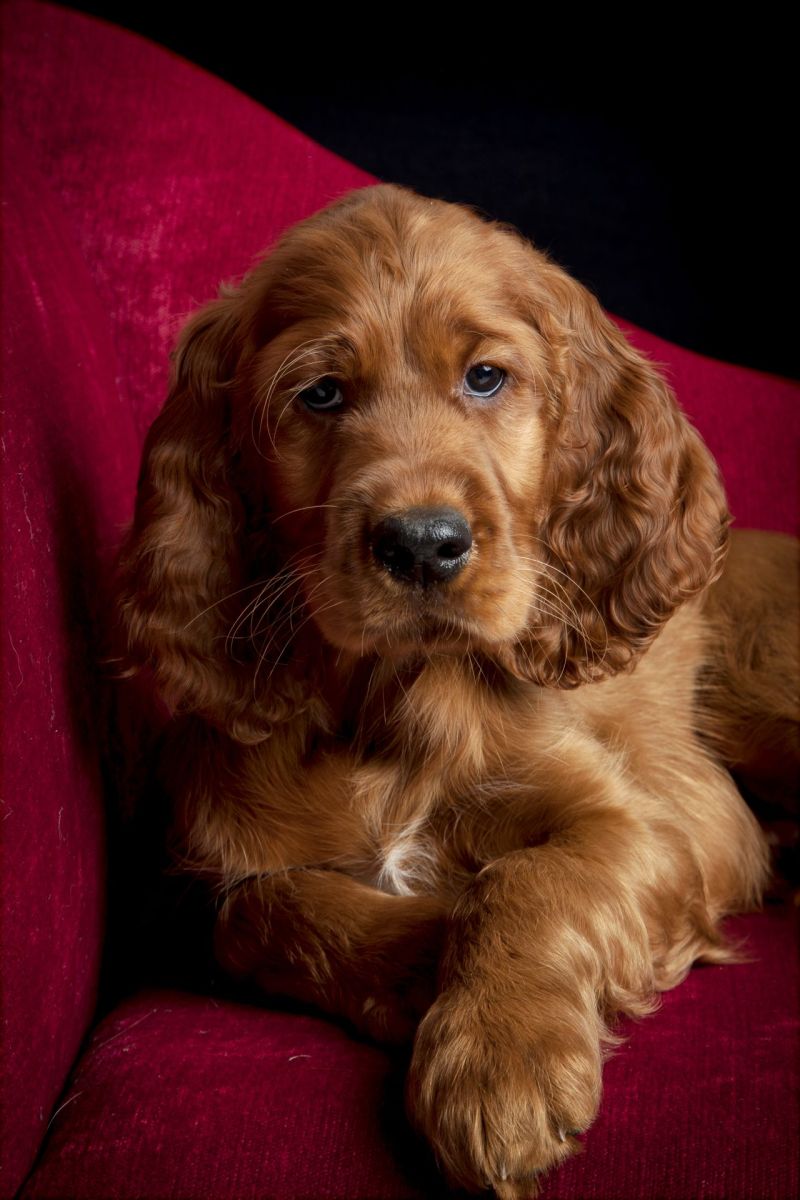 An irish setter puppy at a professional photo shoot looking at the camera and pictured laying down on a red chair