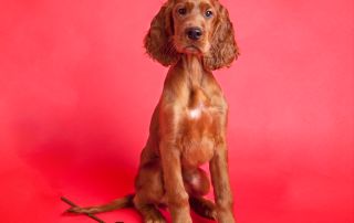 A red irish setter puppy poses against a red backdrop with a single red rose in a professional photo shoot