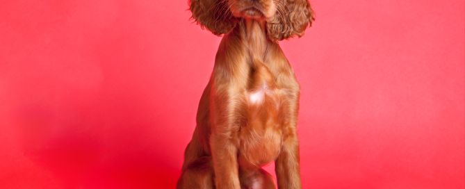 A red irish setter puppy poses against a red backdrop with a single red rose in a professional photo shoot