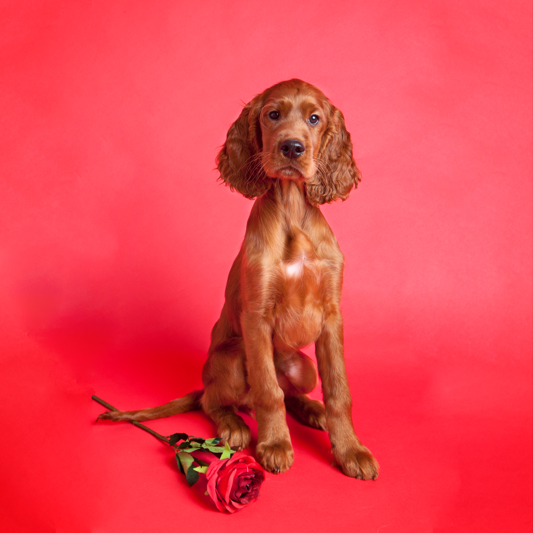 A red irish setter puppy poses against a red backdrop with a single red rose in a professional photo shoot