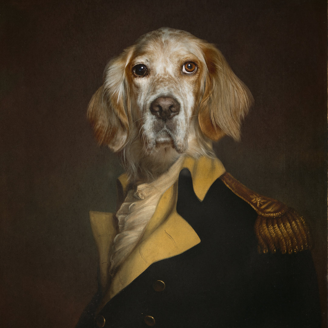 an English setter digital image dressed as an admiral