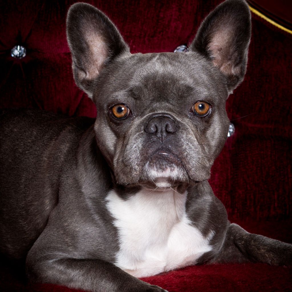 a french bulldog on a velvet chair