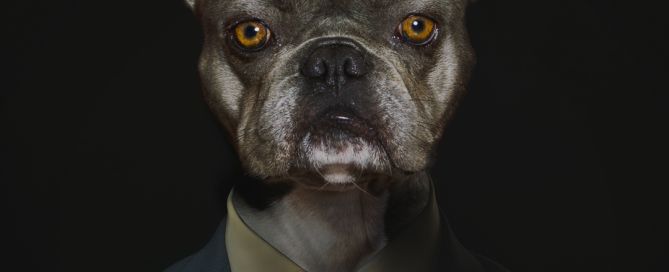 a french bulldog digitally altered to be wearing a suit and tie