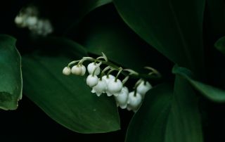 May Baby Flower