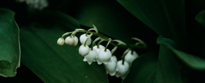 May Baby Flower