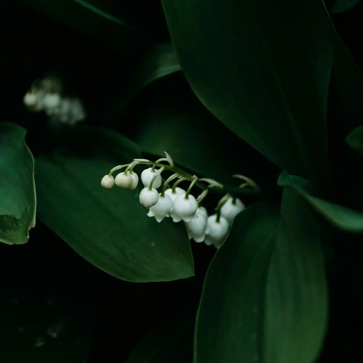 May Baby Flower