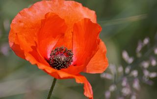 Flower Themed Baby Names Poppy