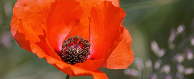 Flower Themed Baby Names Poppy