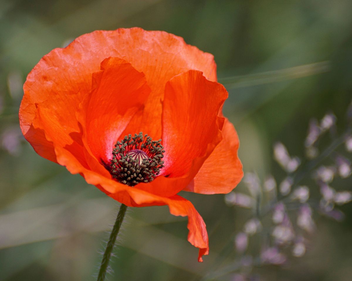 Flower Themed Baby Names Poppy