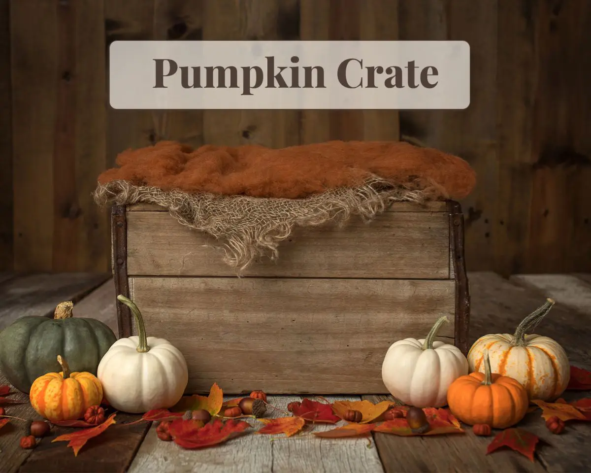 Newborn Digital Backdrop - Pumpkin Crate