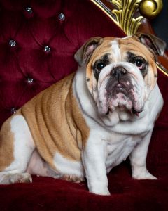 A picture of an English Bulldog on a red chaise