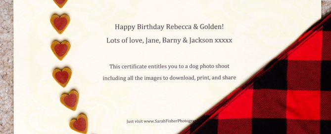 Dog Photography Gift Voucher
