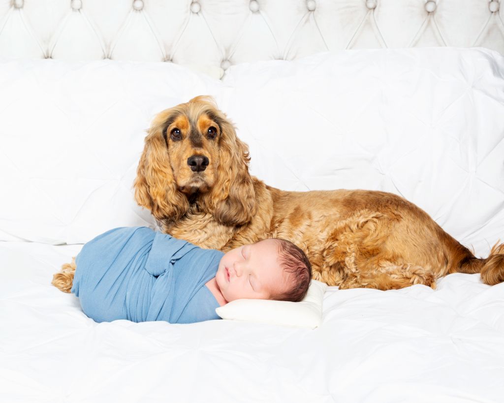A baby sleeps on a bed wrapped in blue with a Cocker Spaniel lying behind him.
