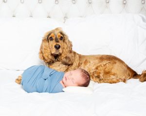 A baby sleeps on a bed wrapped in blue with a Cocker Spaniel lying behind him.