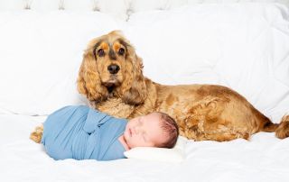 A baby sleeps on a bed wrapped in blue with a Cocker Spaniel lying behind him.