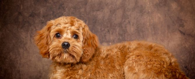 a cockerpoo dog lays down looking at the camera a professional photo shoot in West Sussex