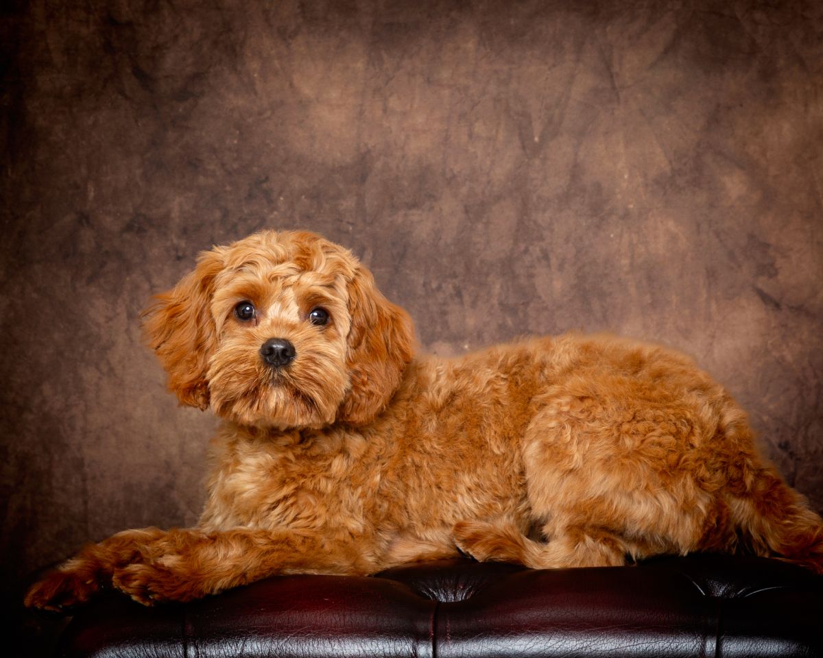 a cockerpoo dog lays down looking at the camera a professional photo shoot in West Sussex
