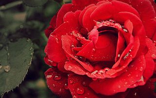 June Baby Series - Flower