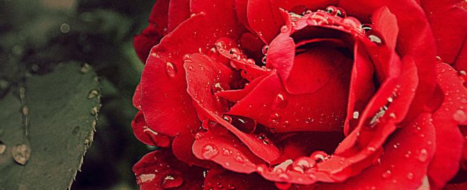 June Baby Series - Flower